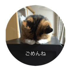 [LINEスタンプ] たぬことはな