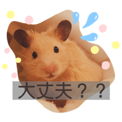 [LINEスタンプ] きんくま 大将君