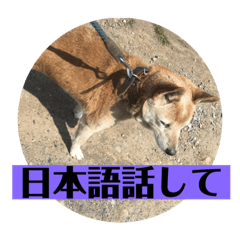 [LINEスタンプ] 愛犬花9