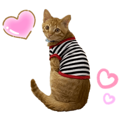 [LINEスタンプ] 保護猫と地域猫と仲間達4
