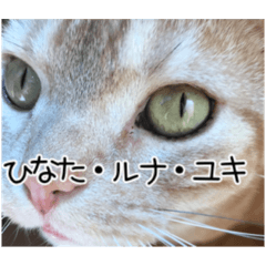 [LINEスタンプ] 家族のアッサリ会話スタンプ
