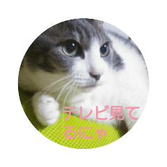 [LINEスタンプ] むすめねこ