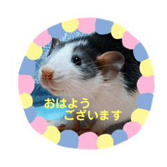 [LINEスタンプ] ファンシーラット4兄弟♡