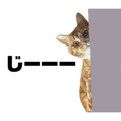 [LINEスタンプ] うちのちょびちゃん