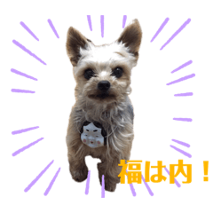 [LINEスタンプ] 世界一可愛いいぬたち、と猫。