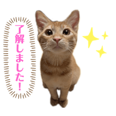 [LINEスタンプ] 世界一可愛いねこ。
