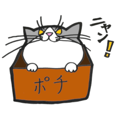 [LINEスタンプ] ネコのポチ