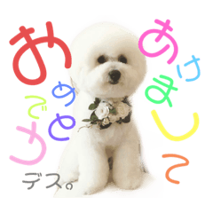 [LINEスタンプ] ビションフリーゼのミル