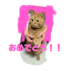[LINEスタンプ] 空太(猫)スタンプ
