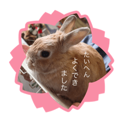 [LINEスタンプ] ここちゃんの冒険2