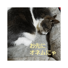 [LINEスタンプ] むすめねこ③