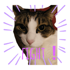 [LINEスタンプ] きじしろと黒猫3