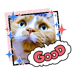 [LINEスタンプ] 茶色のスコさん