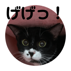 [LINEスタンプ] 保護猫のもふちゃん♡"