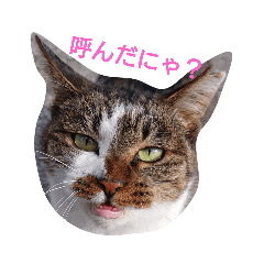 [LINEスタンプ] 我が家の癒しさん