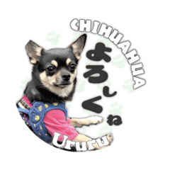 [LINEスタンプ] チワワのうるるスタンプ①