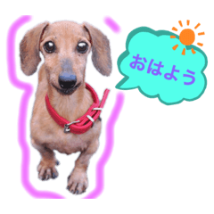 [LINEスタンプ] かわいい犬  ココたん＆ベイリー！