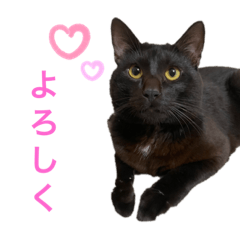 [LINEスタンプ] かなこんちのヤマト
