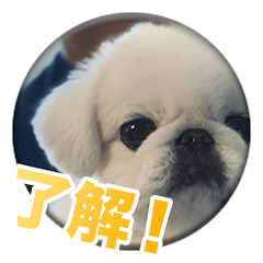 [LINEスタンプ] シド くん