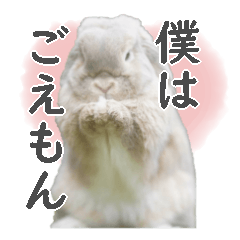 [LINEスタンプ] ホーランドロップ うさぎ ごえもんスタンプ