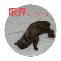 [LINEスタンプ] 我が家の灰色猫くん