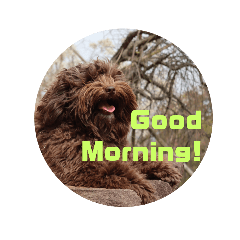 [LINEスタンプ] もふもふわんこ Fluffy Dog