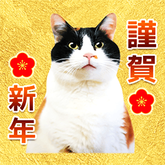 [LINEスタンプ] 猫写真・年末年始のご挨拶♪【改良・再販】