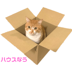 [LINEスタンプ] こめきよたん