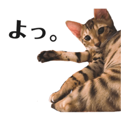 [LINEスタンプ] 愛猫しじみ2