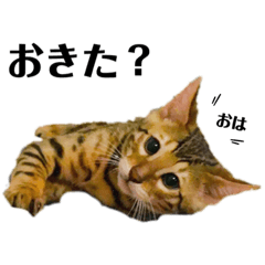 [LINEスタンプ] うちの愛猫しじみ