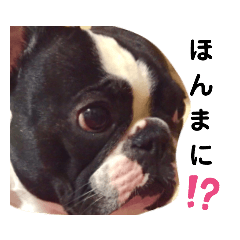 [LINEスタンプ] 顔面フレンチブルドッグ