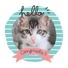 [LINEスタンプ] 子にゃんこ