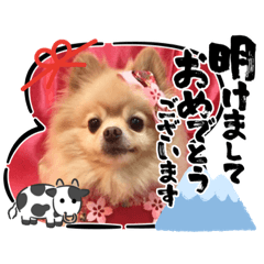 [LINEスタンプ] ポメラニアン☆レイン 2021