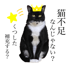 [LINEスタンプ] 猫、足りてますか？Byくつした