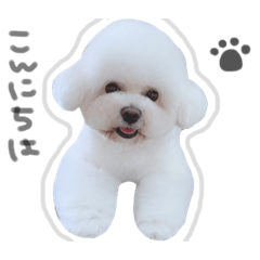 [LINEスタンプ] ビションフリーゼ の たたみちゃん ♡
