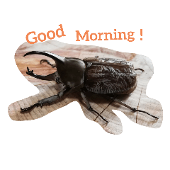 [LINEスタンプ] クワガタとカブトムシスタンプ beetle