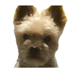 [LINEスタンプ] 80パーセントくらい犬
