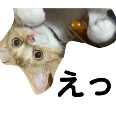 [LINEスタンプ] まいにちれもんちゃん