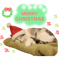 [LINEスタンプ] ねこカフェなる vol.3
