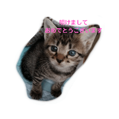 [LINEスタンプ] 猫ママ