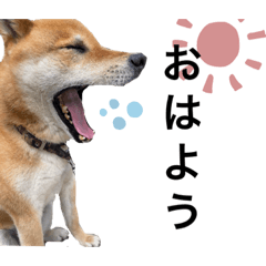 [LINEスタンプ] 柴犬ぽこちゃん