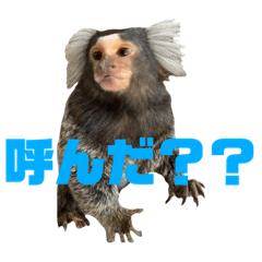 [LINEスタンプ] コモンマーモセット らむね君