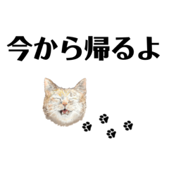 [LINEスタンプ] gumicoの猫氏スタンプ/今から帰るよplus