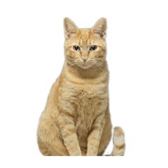 [LINEスタンプ] はしもとにゃんこ れべるあっぷ