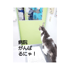 [LINEスタンプ] むすめねこ④