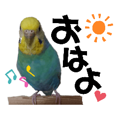 [LINEスタンプ] わが家のインコ達 1+