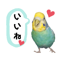 [LINEスタンプ] わが家のインコ達 2 +