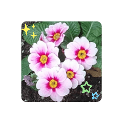 [LINEスタンプ] お花スタンプ4