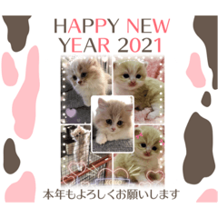 [LINEスタンプ] 可愛い猫のさくらちゃん