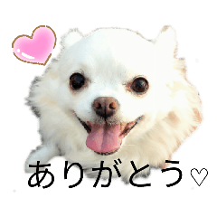 [LINEスタンプ] ミルク チワワ milk2